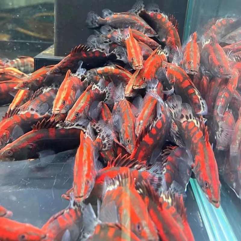 翹嘴和龍魚（翹嘴和龍魚在外觀特征、生態(tài)習性、飼養(yǎng)條件和經濟價值等方面都有所區(qū)別） 龍魚百科 第4張