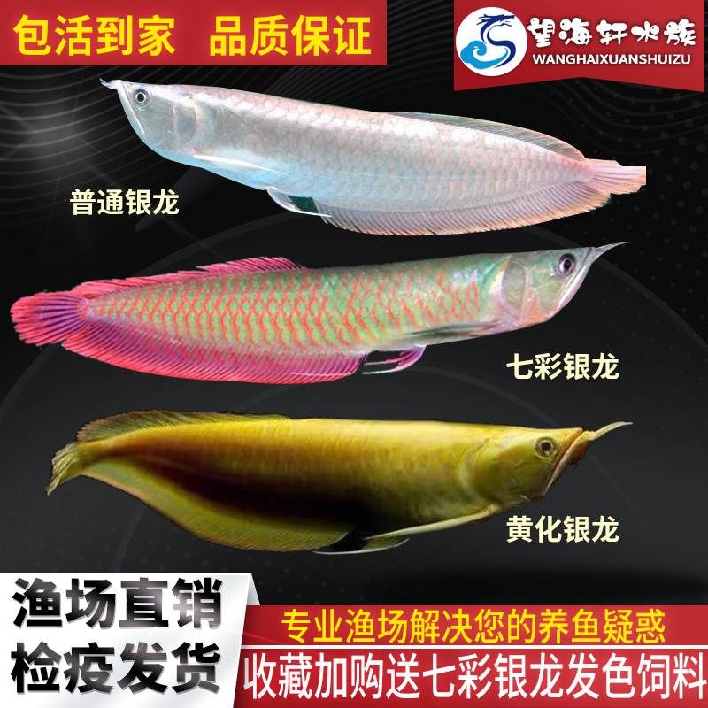 七彩龍魚和銀龍的區(qū)別（七彩龍魚和銀龍實際上是同一種魚類，它們之間的區(qū)別）