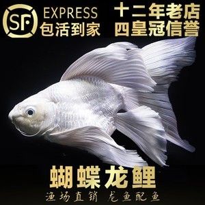 七彩龍魚可以和臺灣蝴蝶鯉魚混養(yǎng)嗎（七彩龍魚與臺灣蝴蝶鯉魚可以混養(yǎng)嗎？）