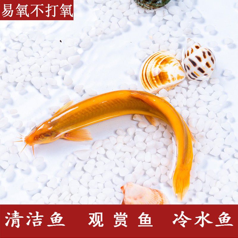 能和金龍魚一起養(yǎng)的清潔魚（適合與金龍魚一起養(yǎng)的清潔魚）