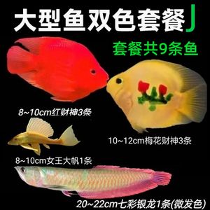 七彩銀龍魚發(fā)色前的顏色變化（七彩銀龍魚發(fā)色前可能會出現(xiàn)的顏色變化及其影響因素） 龍魚百科 第3張