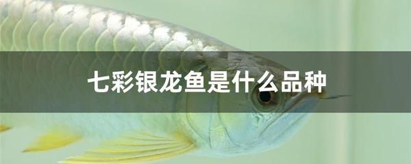 七彩銀龍魚發(fā)色前的顏色變化（七彩銀龍魚發(fā)色前可能會出現(xiàn)的顏色變化及其影響因素） 龍魚百科 第5張