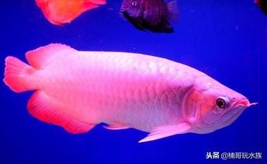 哪種龍魚最貴（最貴的龍魚品種是什么？） 龍魚百科 第4張