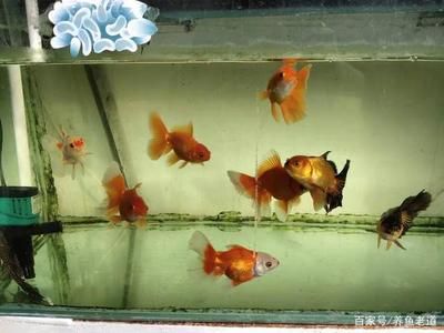 如何自制龍魚(yú)飼料 龍魚(yú)百科 第5張