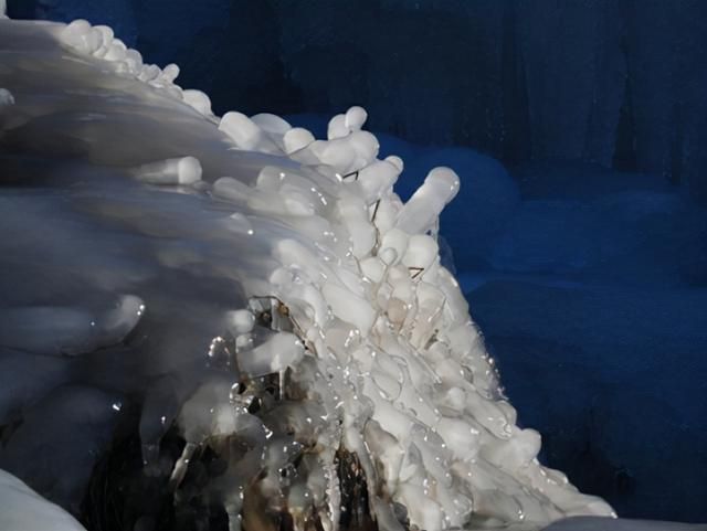 人工雪龍魚（人工養(yǎng)殖雪龍魚的方法） 龍魚百科 第1張