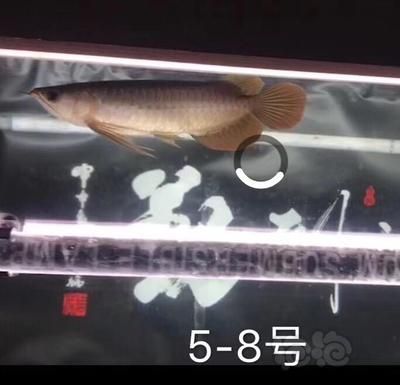 賽級和5A龍魚區(qū)別（賽級和5a龍魚有什么區(qū)別？） 龍魚百科 第3張