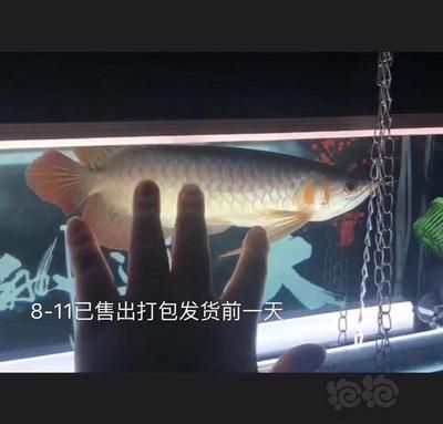 賽級和5A龍魚區(qū)別（賽級和5a龍魚有什么區(qū)別？） 龍魚百科 第5張