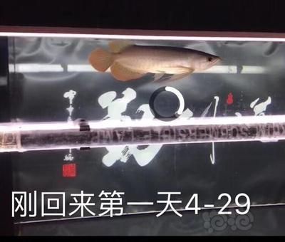 賽級和5A龍魚區(qū)別（賽級和5a龍魚有什么區(qū)別？） 龍魚百科 第4張