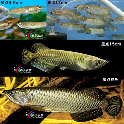 青龍魚(yú)和紅龍魚(yú)的區(qū)別 龍魚(yú)百科 第5張