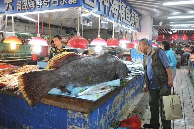 日本那邊養(yǎng)金龍魚的多嗎（日本養(yǎng)金龍魚多嗎？） 龍魚百科 第5張