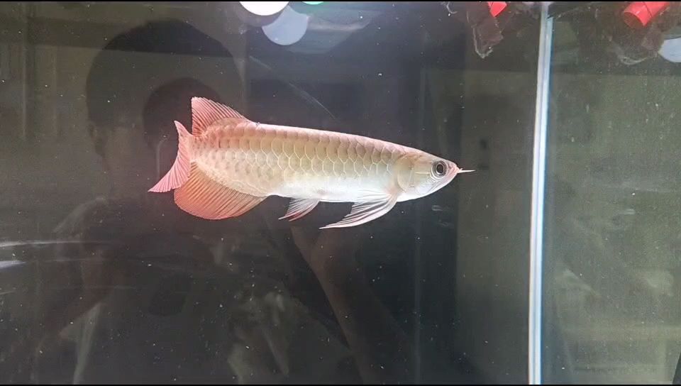 新入缸小龍魚，能算上中品嗎（昨天新入缸一條小龍）