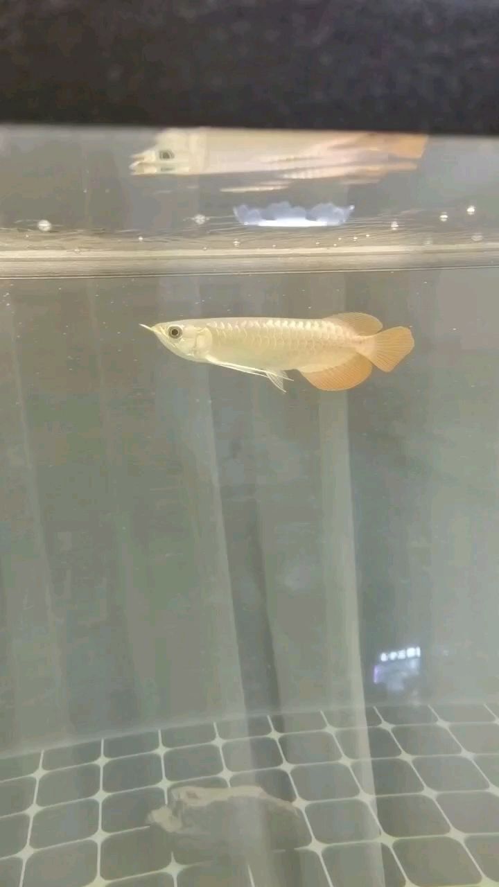 新手養(yǎng)龍魚（新手買了條紅龍魚）