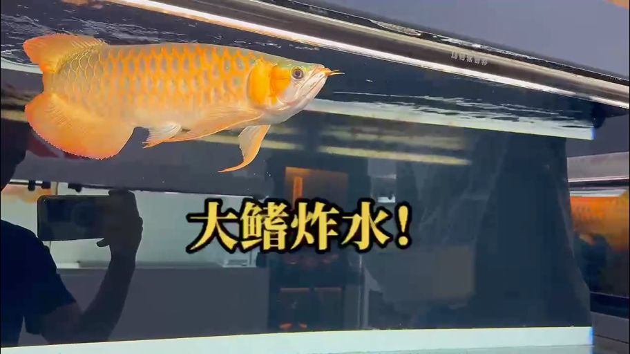 大鰭炸水（超大自然胸鰭，這種就好看，飄逸不生硬!） 觀賞魚論壇