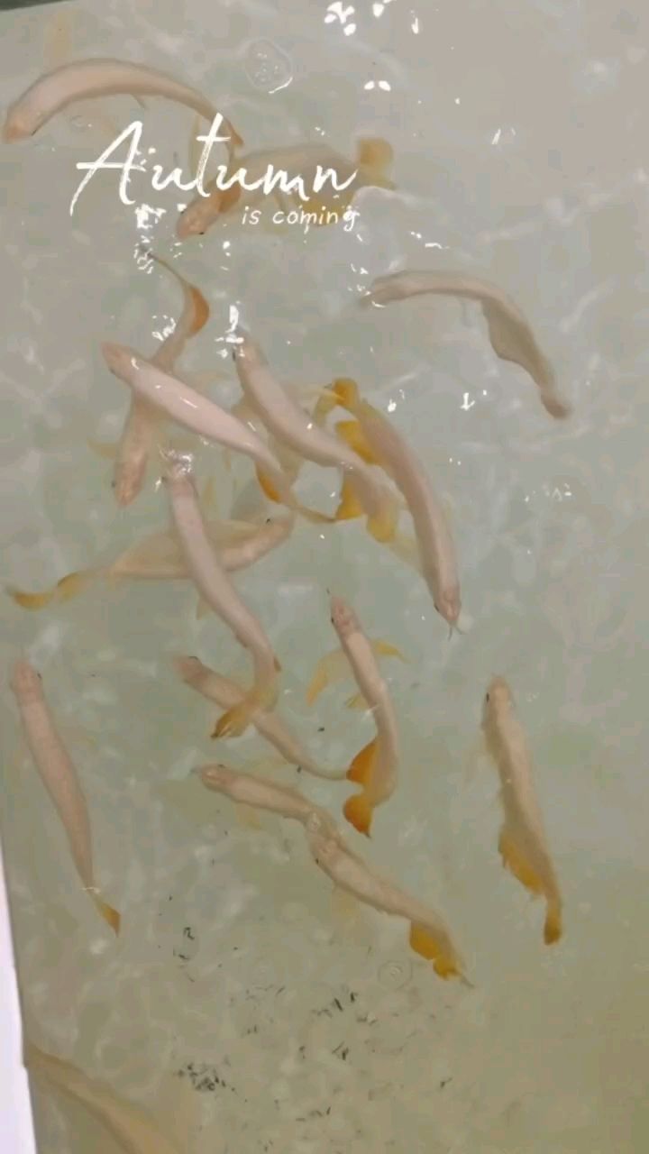 水幕金，小魚（水幕金追求自然發(fā)色從小魚開始層層篩選） 觀賞魚論壇