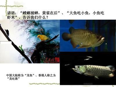 香港龍魚叫什么（香港龍魚的命名寓意） 龍魚百科 第4張