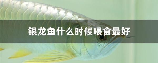 銀龍魚(yú)經(jīng)常吃活餌會(huì)長(zhǎng)蟲(chóng)嗎（銀龍魚(yú)經(jīng)常吃活餌會(huì)導(dǎo)致長(zhǎng)蟲(chóng)嗎） 龍魚(yú)百科 第4張