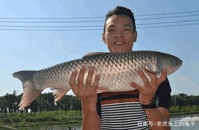 烏龍魚是什么魚（烏龍魚是一種淡水魚類，體重可達(dá)1米左右，體重可達(dá)20公斤）