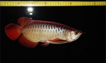 新加坡龍魚和馬來西亞龍魚（新加坡龍魚和馬來西亞龍魚各有優(yōu)勢和特點(diǎn)） 龍魚百科 第3張