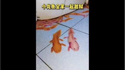 小龍魚躲在角落里怎么辦（小龍魚為什么總是躲在角落里？） 龍魚百科 第3張