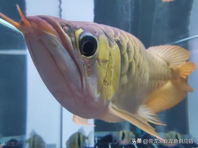 養(yǎng)龍魚成本高嗎（養(yǎng)龍魚的成本主要包括以下幾個方面，養(yǎng)龍魚的成本是較高的） 龍魚百科 第5張