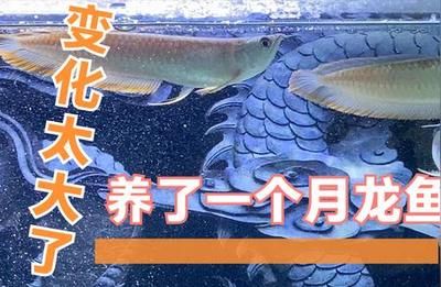 新手養(yǎng)銀龍魚買多大的魚好（養(yǎng)銀龍魚的魚缸尺寸） 龍魚百科 第2張