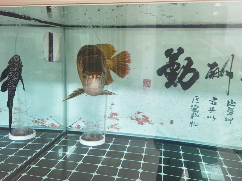  觀賞魚論壇