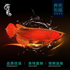 小紅龍魚魚苗價格 龍魚百科 第3張