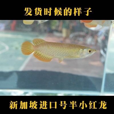 小紅龍魚魚苗價格 龍魚百科 第4張