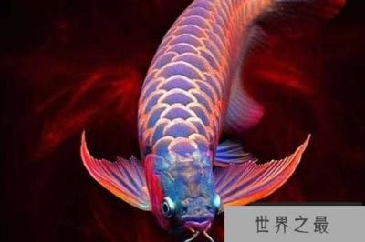 新加坡紅龍魚(yú)和馬來(lái)西亞紅龍魚(yú)（新加坡紅龍魚(yú)與馬來(lái)西亞紅龍魚(yú)的區(qū)別） 龍魚(yú)百科 第4張