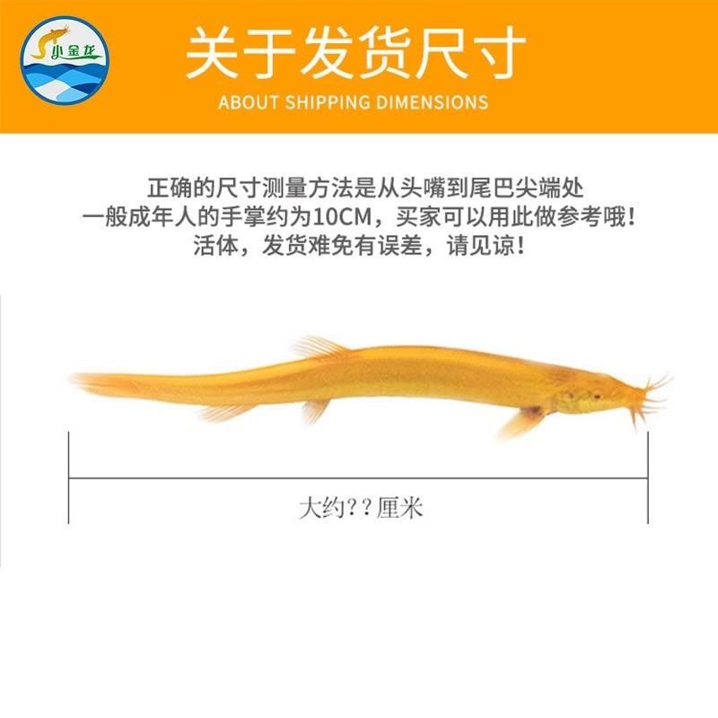 小金龍魚缸尺寸圖（小金龍魚缸尺寸） 龍魚百科 第2張