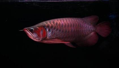 一條龍魚配幾條飛鳳（如何將龍魚與飛鳳魚混養(yǎng)） 龍魚百科 第4張