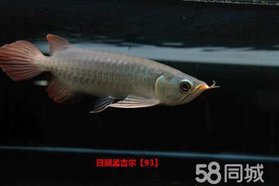 小孟紅龍魚是什么品牌（小孟紅龍魚并不是一個獨立的品牌，而是孟吉爾紅龍魚中的一個細(xì)分品種） 龍魚百科 第1張