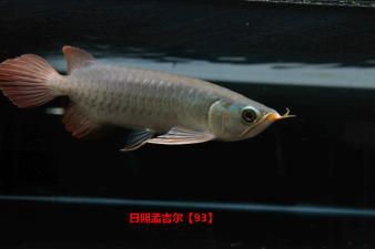 小孟紅龍魚是什么品牌（小孟紅龍魚并不是一個獨立的品牌，而是孟吉爾紅龍魚中的一個細(xì)分品種） 龍魚百科 第2張