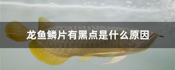 我的龍魚為啥吃色素豆不吃小魚（“我的龍魚為啥吃色素豆不吃小魚”答案可以嘗試通過以下渠道獲?。? title=