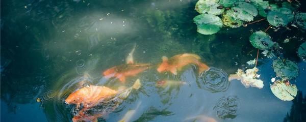 土霉素拌魚食喂龍魚可以嗎（使用土霉素拌魚食喂龍魚是可行的） 龍魚百科 第3張