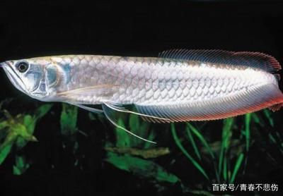 養(yǎng)銀龍魚怎么困水（銀龍魚養(yǎng)殖需要注意水質(zhì)的處理，其中“困水”是重要的步驟） 龍魚百科 第5張