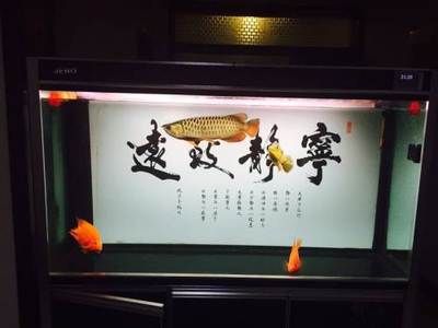 養(yǎng)金龍魚白缸好還是黑缸好（如何選擇金龍魚的飼養(yǎng)環(huán)境） 龍魚百科 第1張