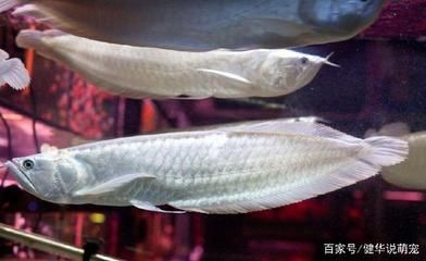 銀龍魚(yú)互動(dòng)（關(guān)于銀龍魚(yú)互動(dòng)特性的詳細(xì)介紹） 龍魚(yú)百科 第4張