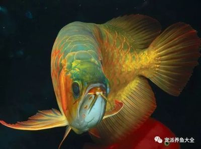 土霉素和龍魚(yú)5號(hào)能混用嗎（土霉素和龍魚(yú)5號(hào)能混用嗎土霉素和龍魚(yú)5號(hào)能混用嗎） 龍魚(yú)百科 第5張