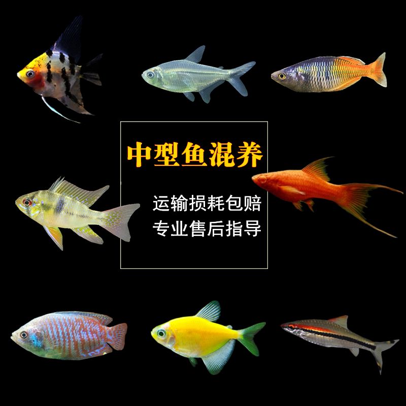 天使魚(yú)跟曼龍魚(yú)混養(yǎng)（曼龍魚(yú)和天使魚(yú)可以混養(yǎng)嗎？） 龍魚(yú)百科 第2張