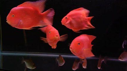 銀龍魚和紅鸚鵡貴不（銀龍魚和紅鸚鵡魚價格為7～10元/條，紅鸚鵡魚價格為7～） 龍魚百科 第2張