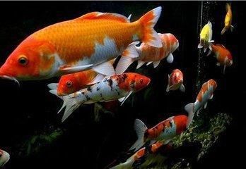 銀龍魚和紅鸚鵡貴不（銀龍魚和紅鸚鵡魚價格為7～10元/條，紅鸚鵡魚價格為7～） 龍魚百科 第4張