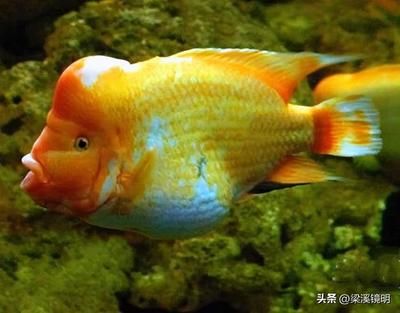 土黃色的龍魚多少錢一條（土黃色的龍魚價(jià)格是多少） 龍魚百科 第5張