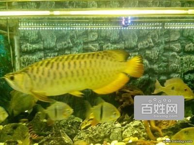 天津龍魚批發(fā)市場在哪（天津龍魚批發(fā)市場） 龍魚百科 第2張