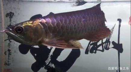 現(xiàn)在龍魚的價(jià)格掉了這么多怎么回事（龍魚價(jià)格下降的主要原因是什么？） 龍魚百科 第1張