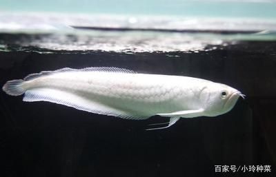 銀龍魚對光照的要求（銀龍魚對光照有什么要求？） 龍魚百科 第4張