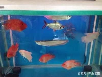 銀龍魚進(jìn)食后老是張大嘴空咬怎么回事（銀龍魚進(jìn)食后老是張大嘴空咬可能由多種因素引起）