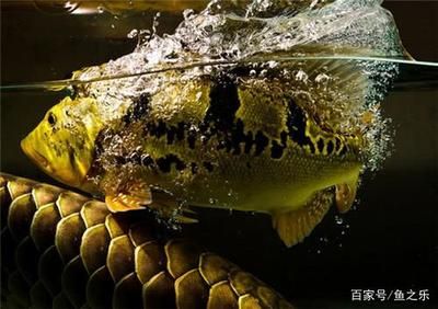 野生巴西亞魚打龍魚怎么辦（野生巴西亞魚攻擊龍魚可能是因?yàn)轭I(lǐng)域沖突、食物競(jìng)爭(zhēng)或是龍魚挑釁） 龍魚百科 第4張