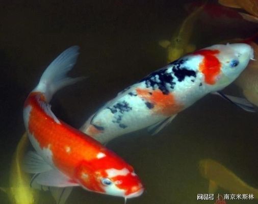 新紅龍魚入缸,下兩袋海鹽好嗎（新紅龍魚入缸是否適合下兩袋海鹽） 龍魚百科 第2張