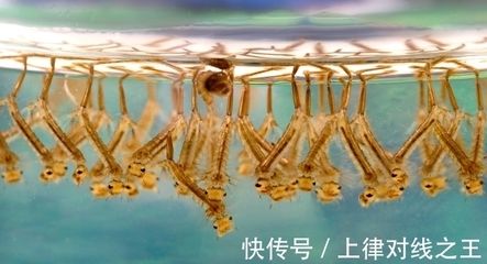 烏龍魚是什么樣子（烏龍魚是一種體形較大、顏色多樣的淡水魚類）